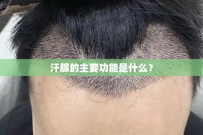 汗腺的主要功能是什么？