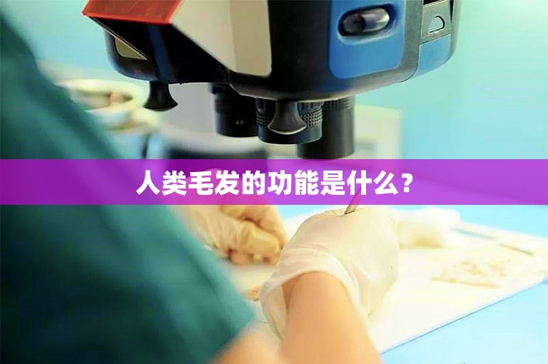 人类毛发的功能是什么？